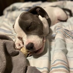 Meet your Posher, Dina